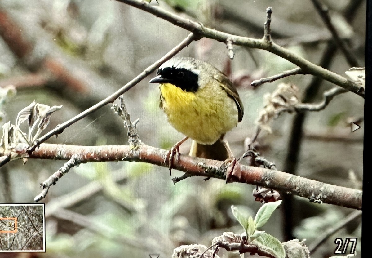 Common Yellowthroat - ML584607261