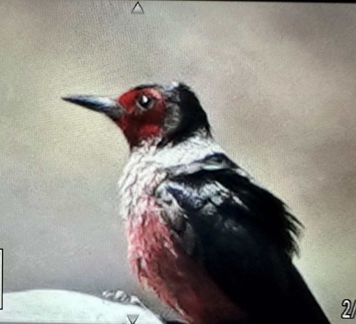 Lewis's Woodpecker - Darchelle Worley