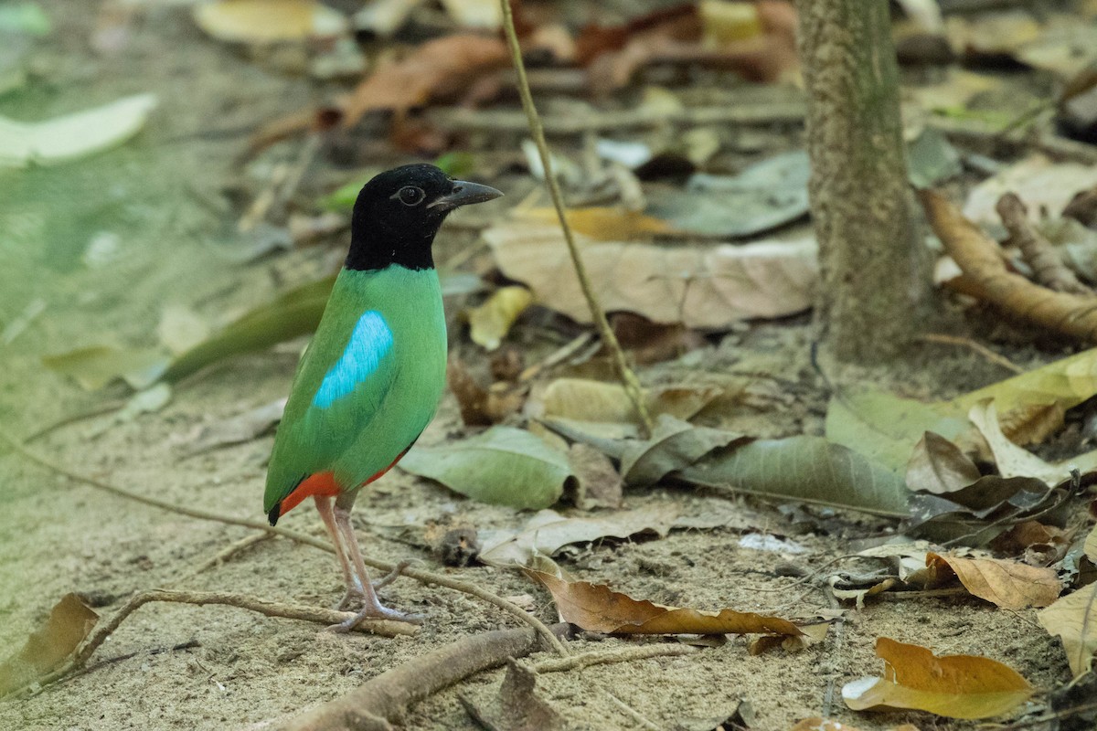 Western Hooded Pitta (Philippine) - ML584607641