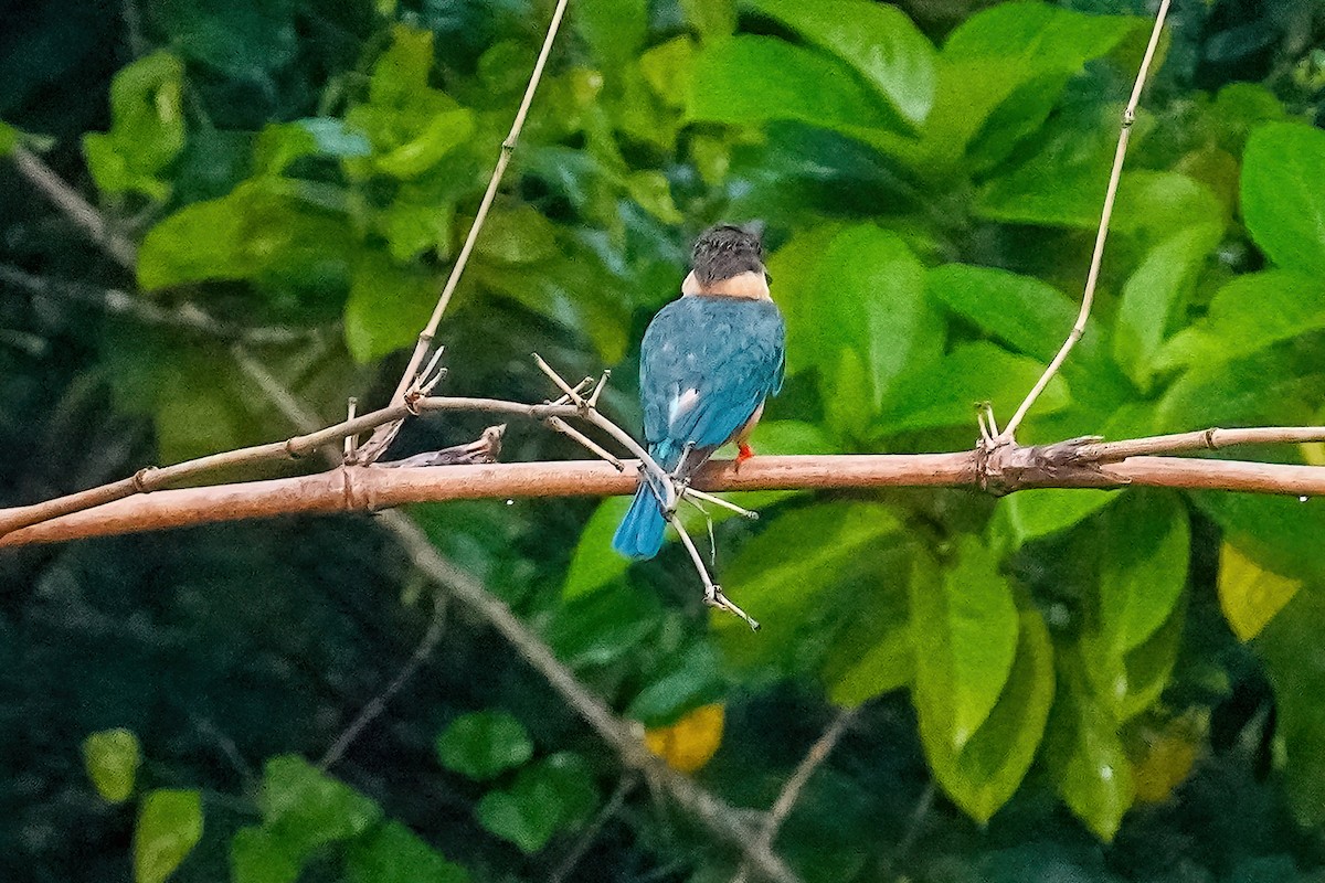 Stork-billed Kingfisher - LA Phanphon