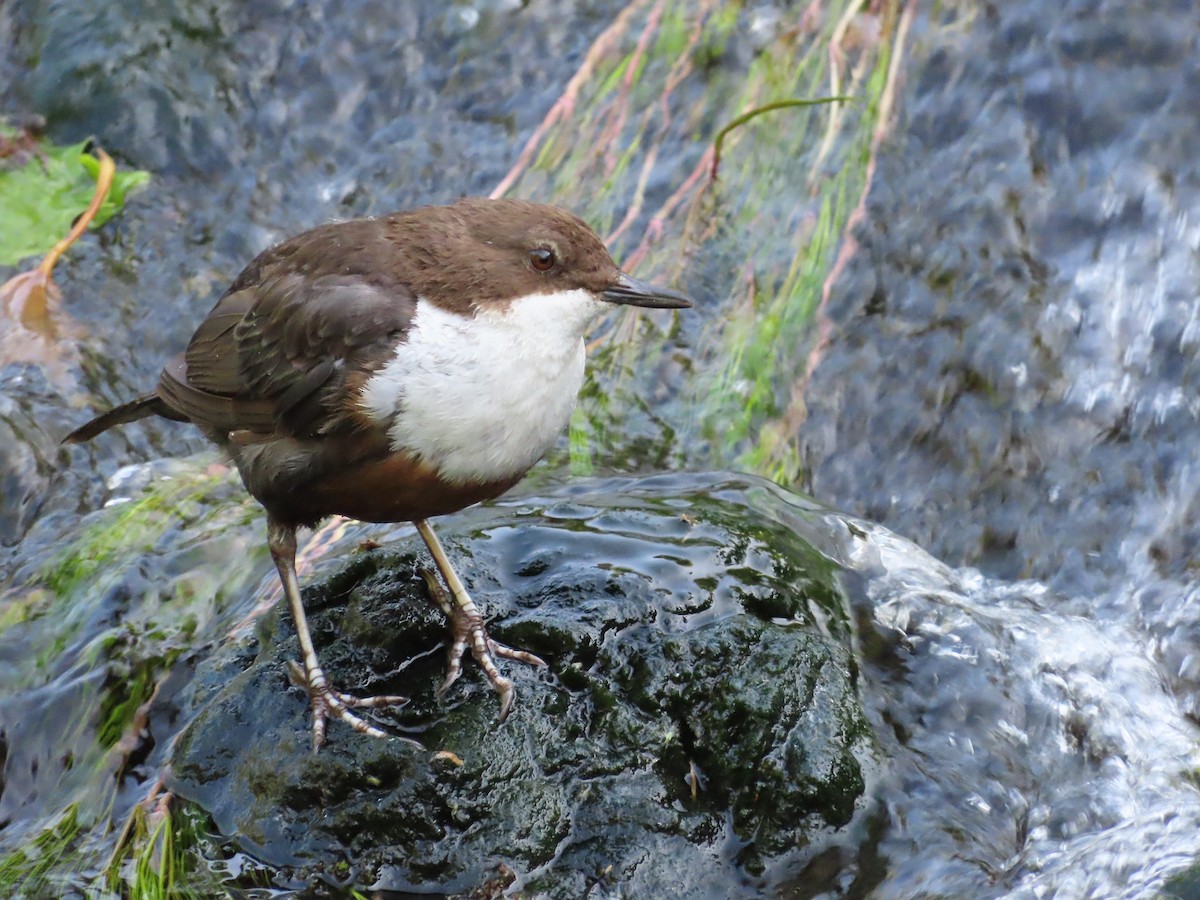 White-throated Dipper - ML584608661