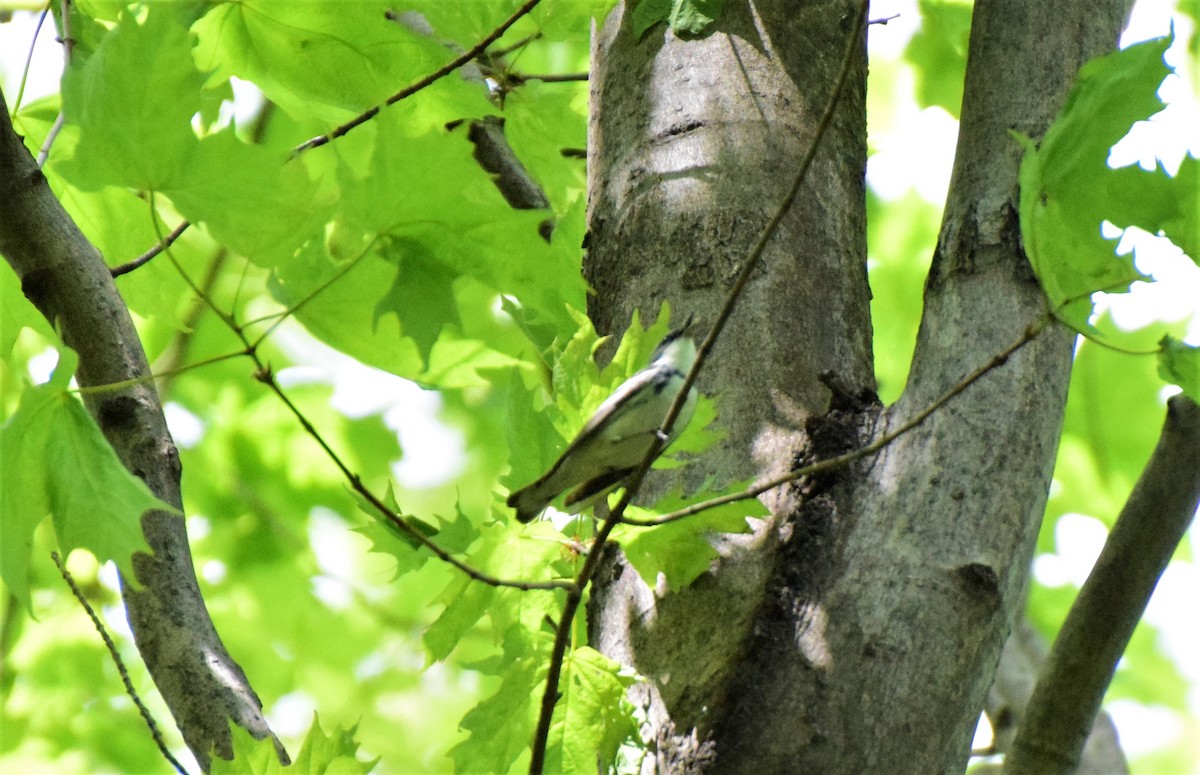 Cerulean Warbler - ML58460871