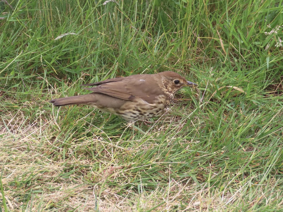 Song Thrush - ML584609801