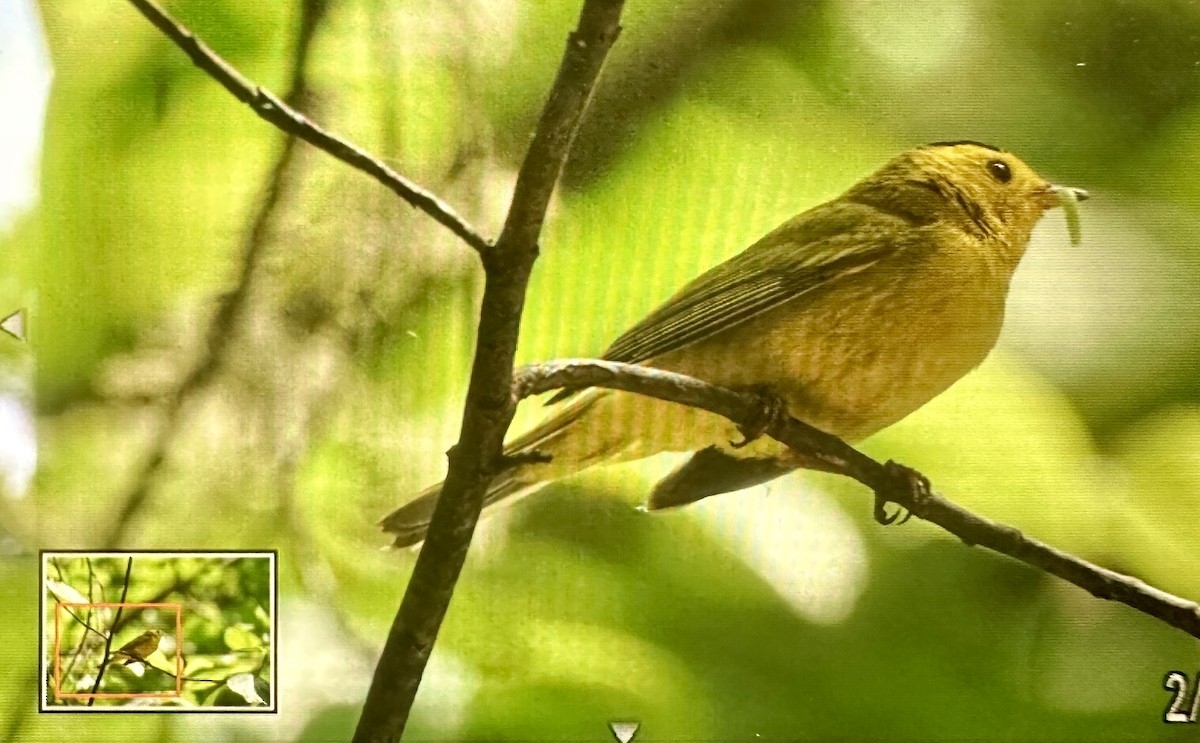 Wilson's Warbler - ML584611201