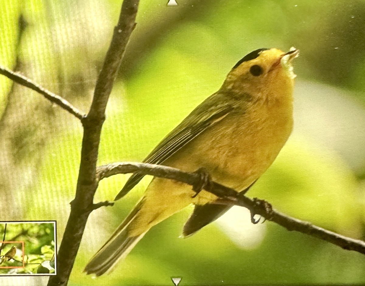 Wilson's Warbler - ML584611211