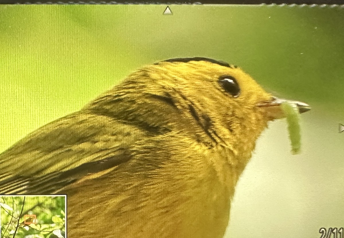 Wilson's Warbler - ML584611221