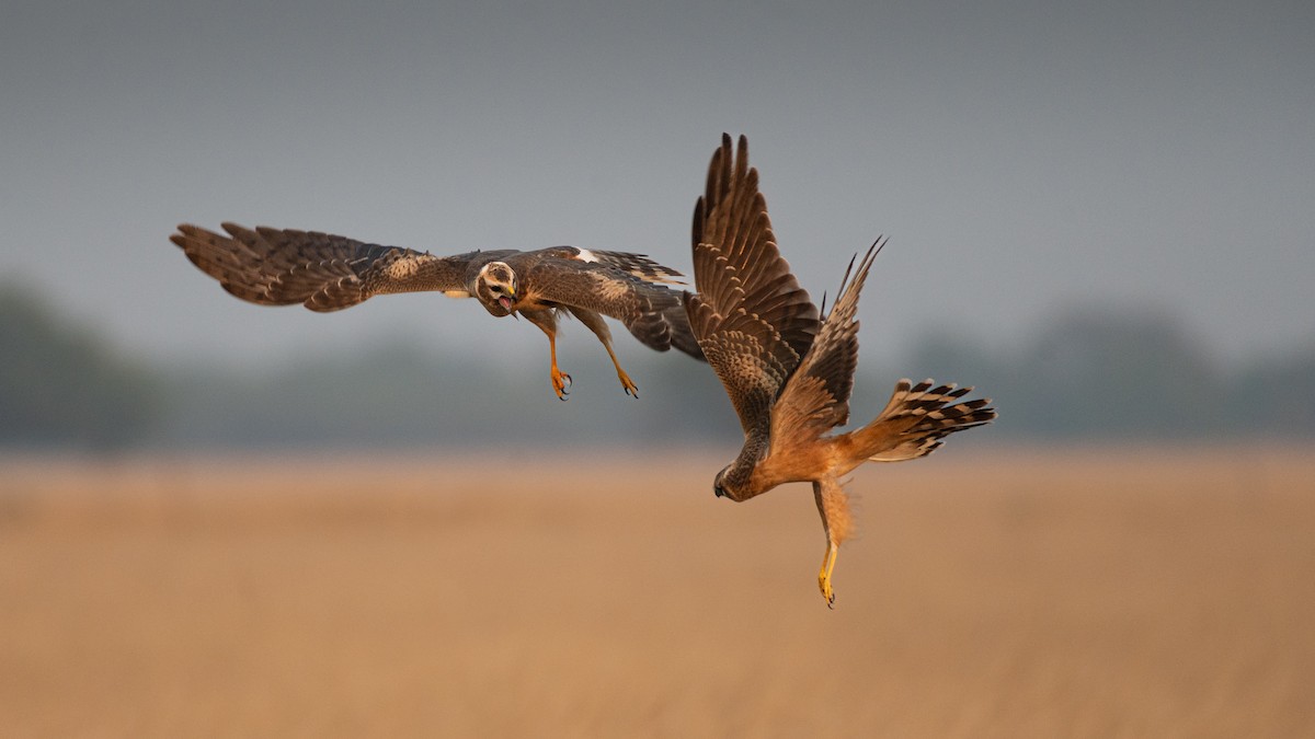 זרון שדות - ML584611281
