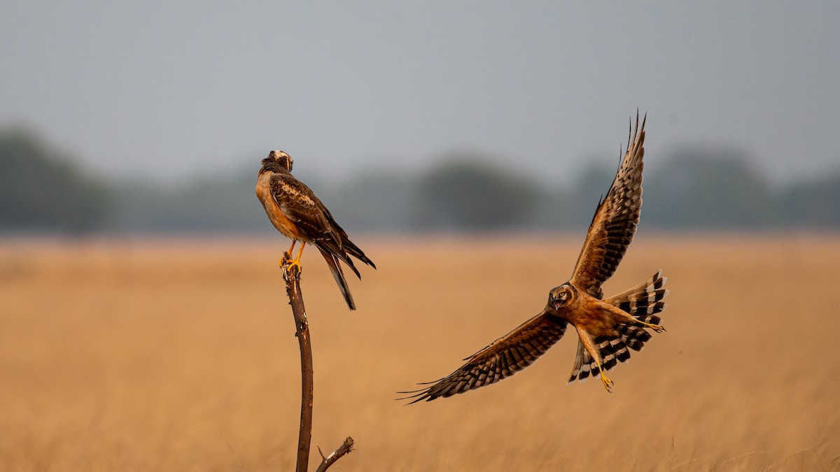 Pallid Harrier - ML584611541