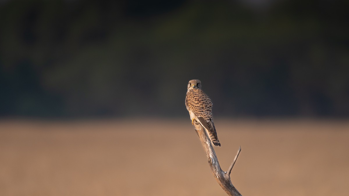 Eurasian Kestrel - ML584611581