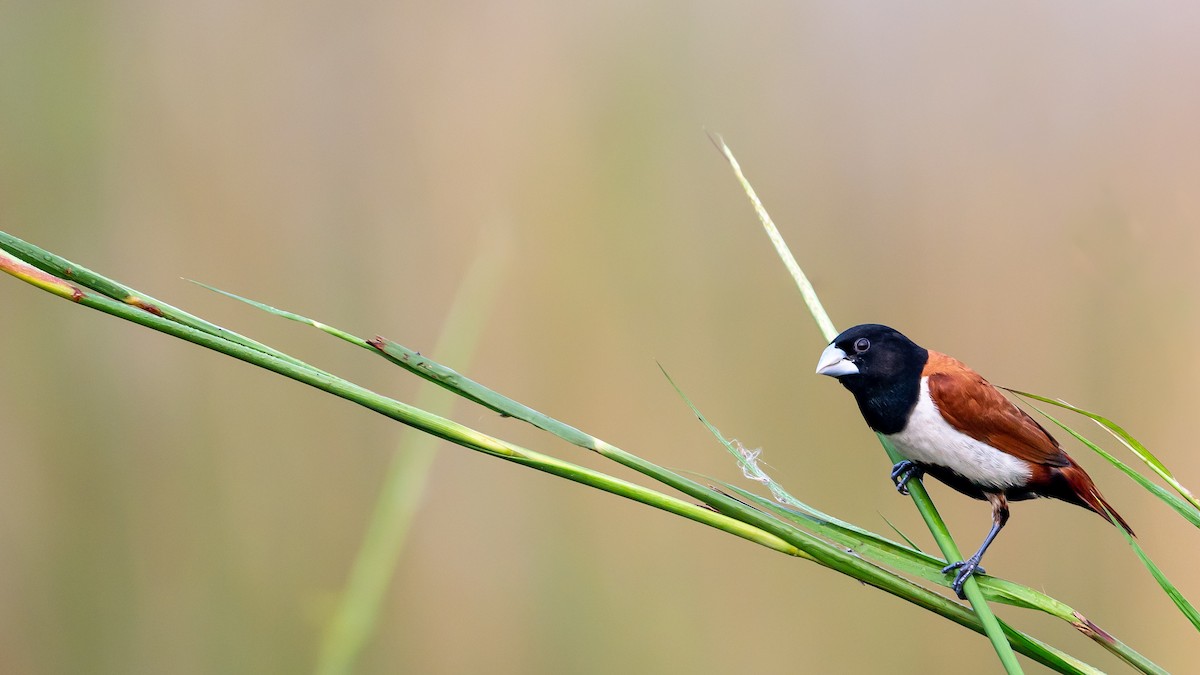 Tricolored Munia - ML584612511