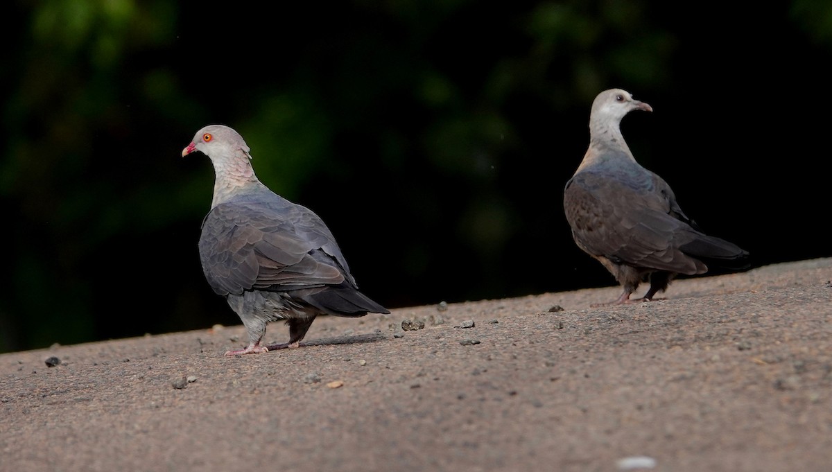 White-headed Pigeon - ML584612971