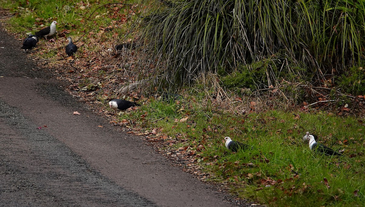 White-headed Pigeon - ML584613011