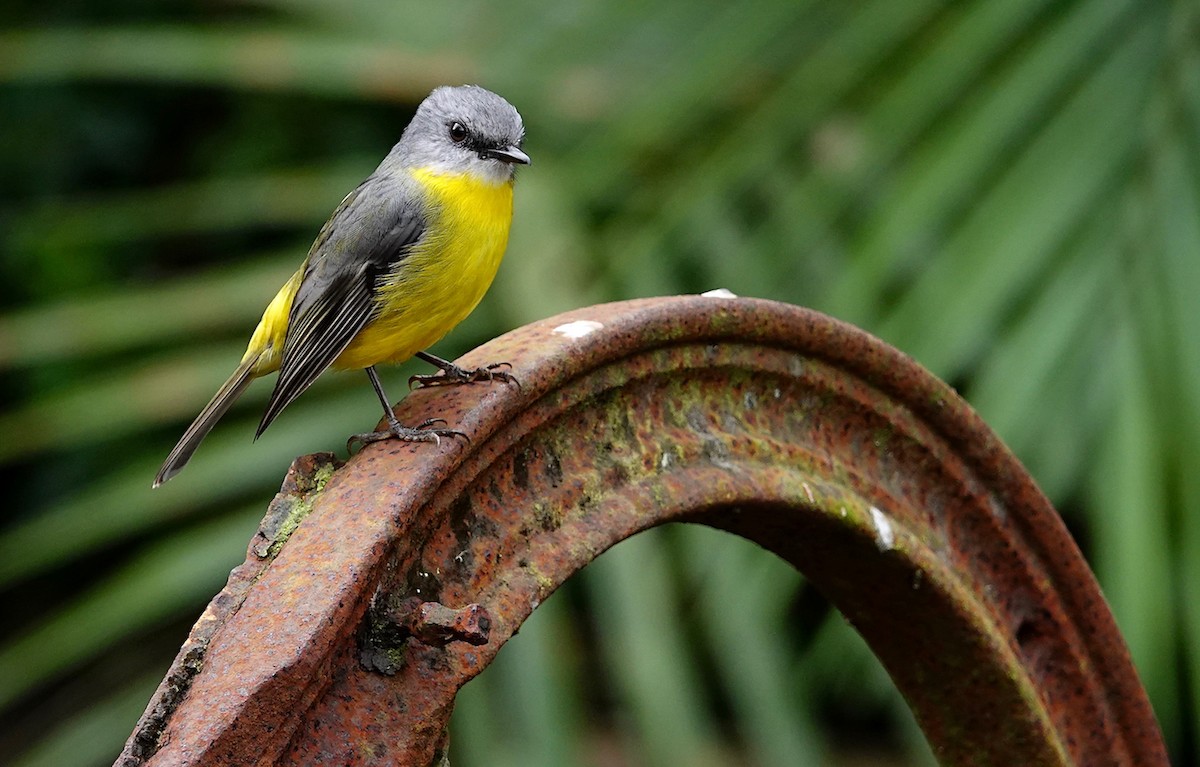 Eastern Yellow Robin - ML584613481