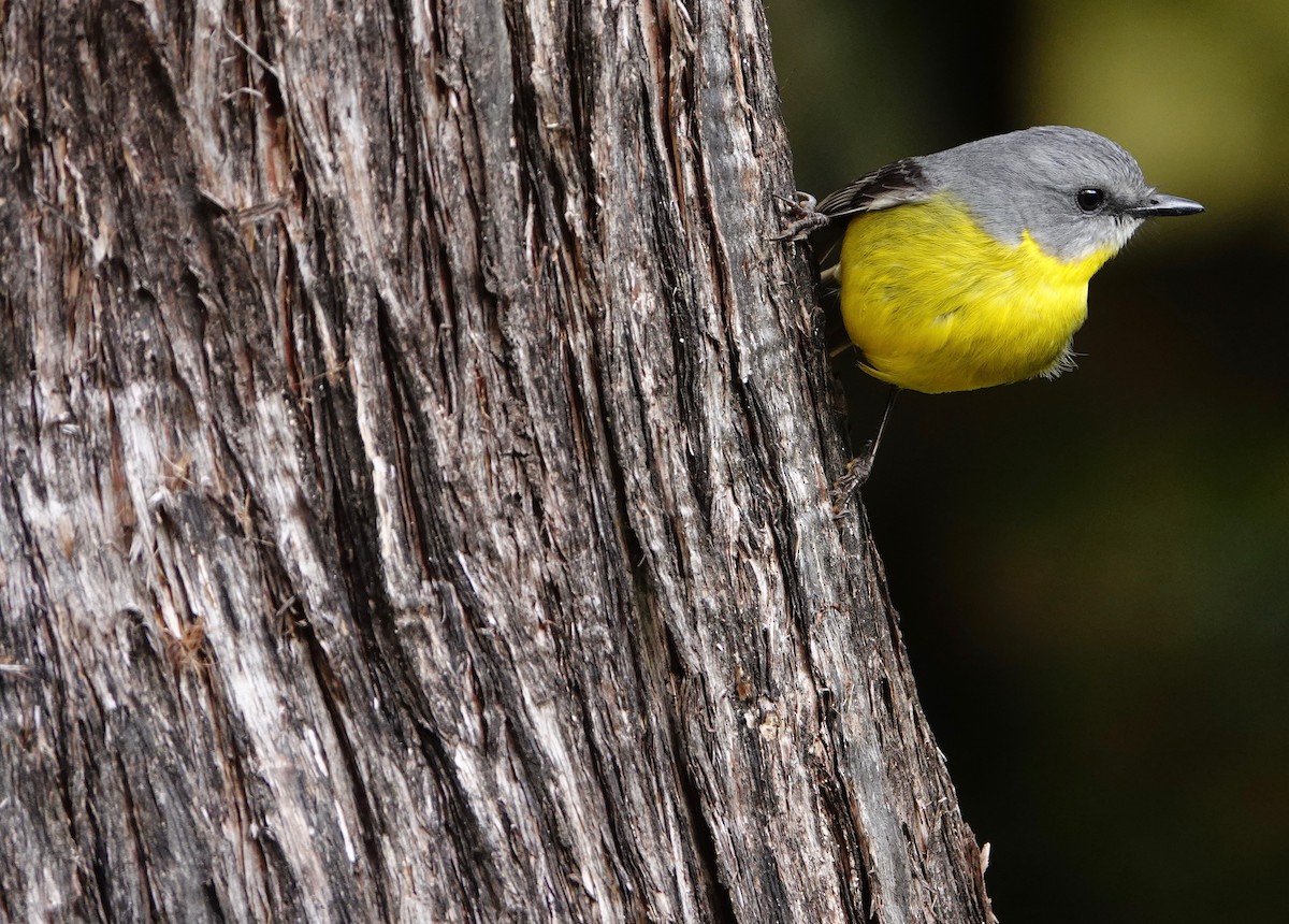 Eastern Yellow Robin - ML584613501