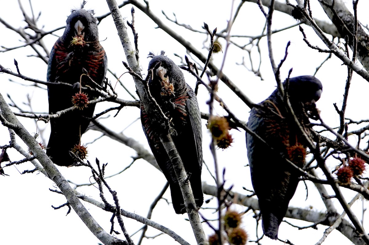 Gang-gang Cockatoo - ML584613641