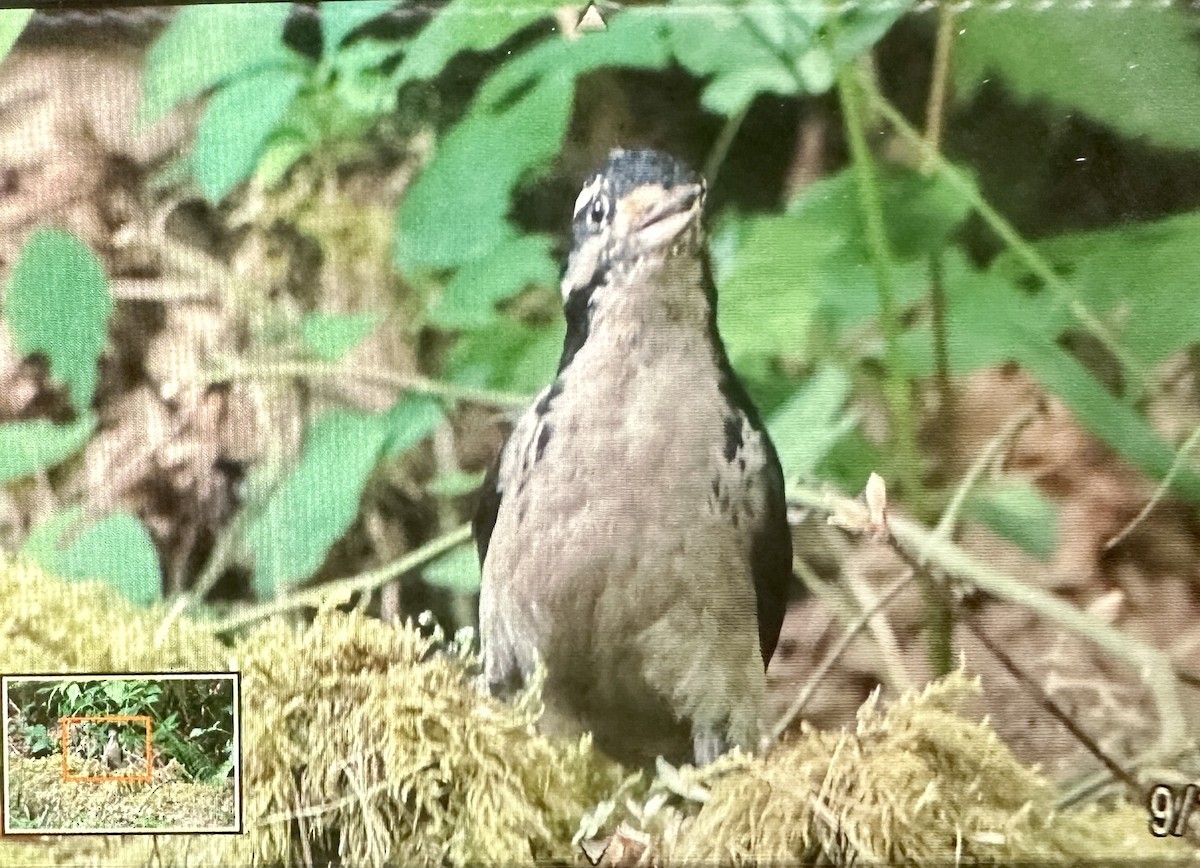 Hairy Woodpecker - ML584613901