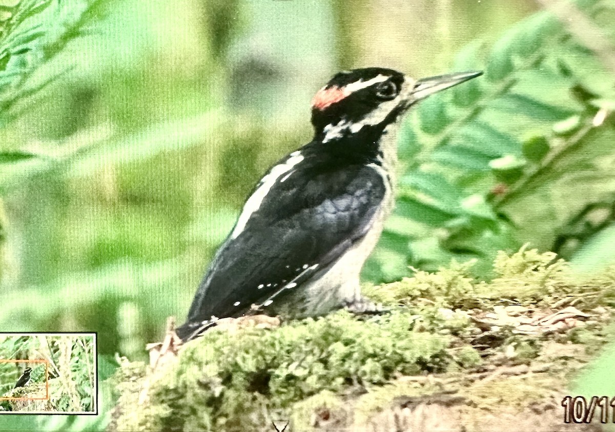 Hairy Woodpecker - Darchelle Worley