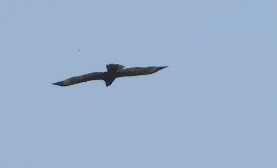 Oriental Honey-buzzard - ML584614371