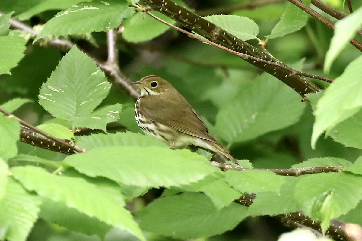 Ovenbird - Lori Charron