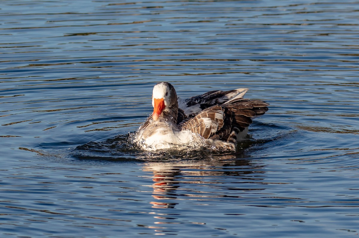 Domestic goose sp. (Domestic type) - ML584615131