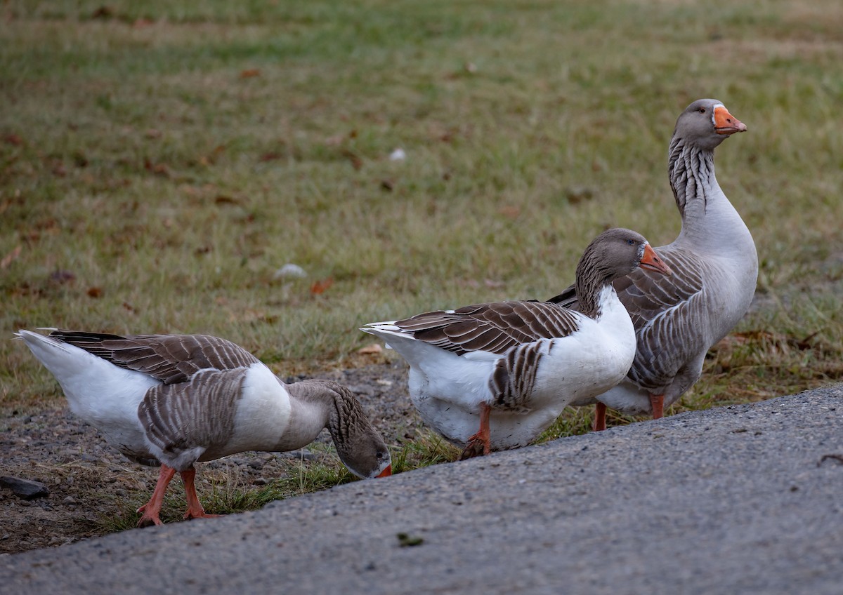 Domestic goose sp. (Domestic type) - ML584615141