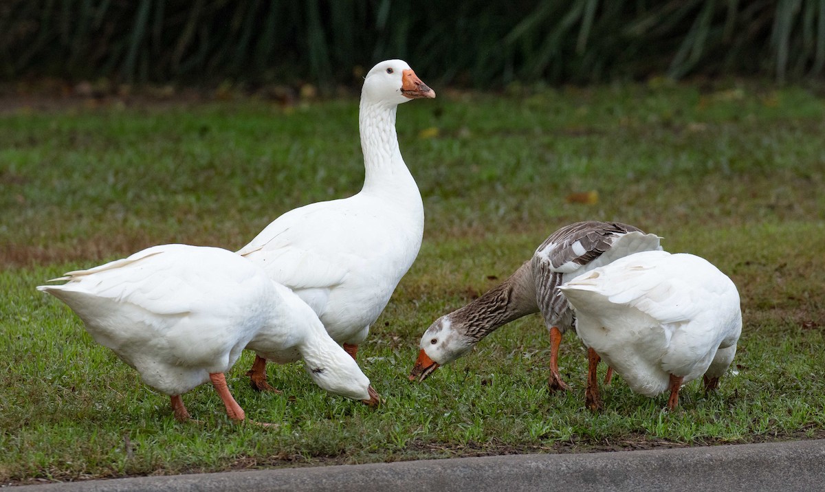 Domestic goose sp. (Domestic type) - ML584615151