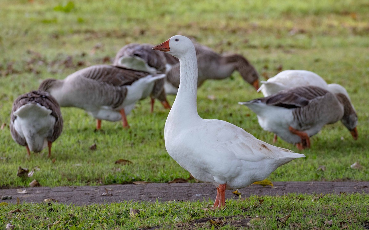 Domestic goose sp. (Domestic type) - ML584615161