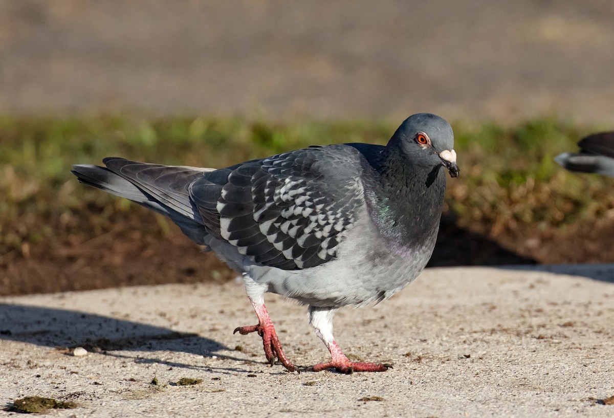 Rock Pigeon (Feral Pigeon) - ML584615171