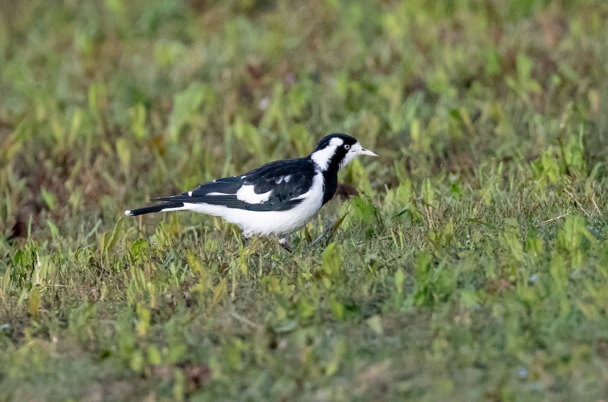 Magpie-lark - ML584615261