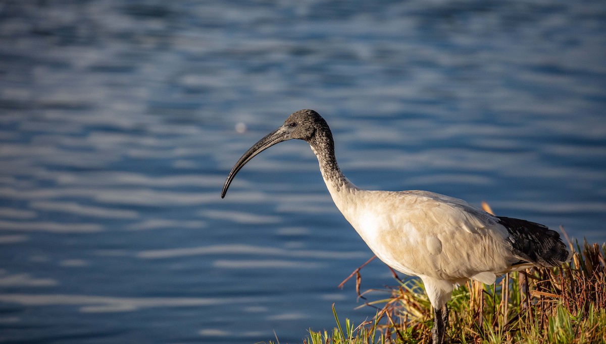 Australian Ibis - ML584615271