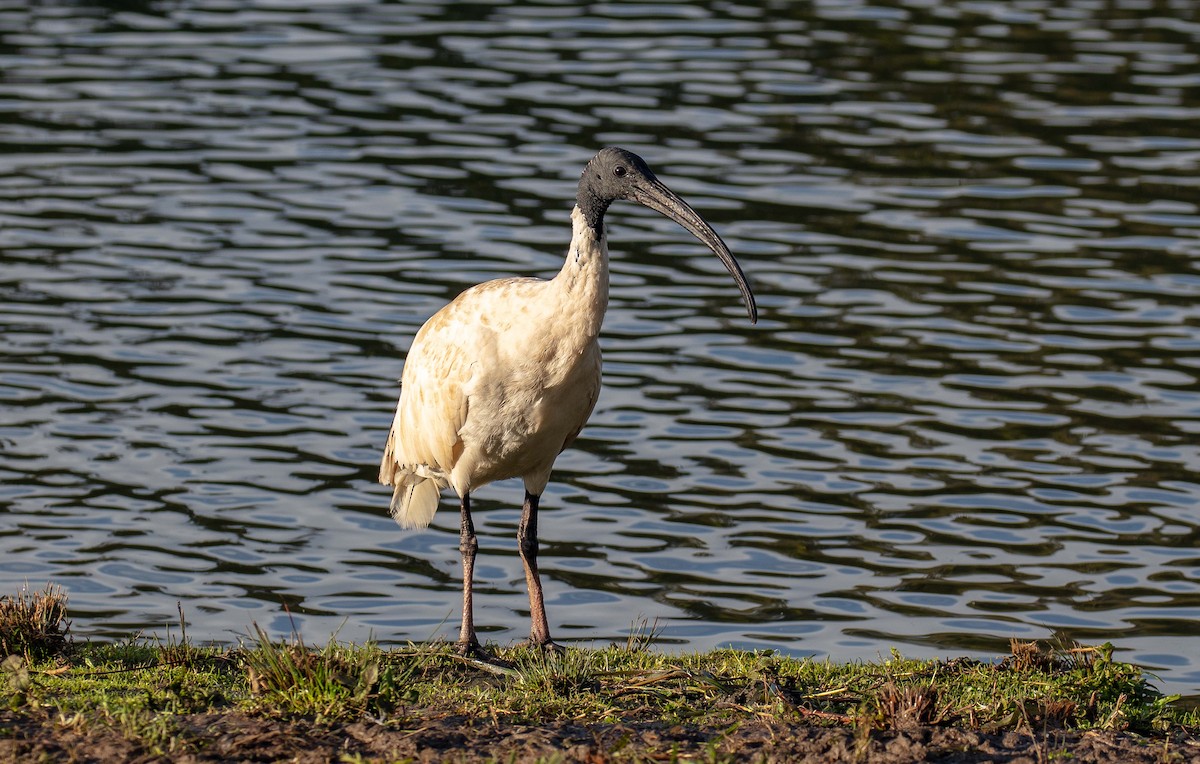 Australian Ibis - ML584615281