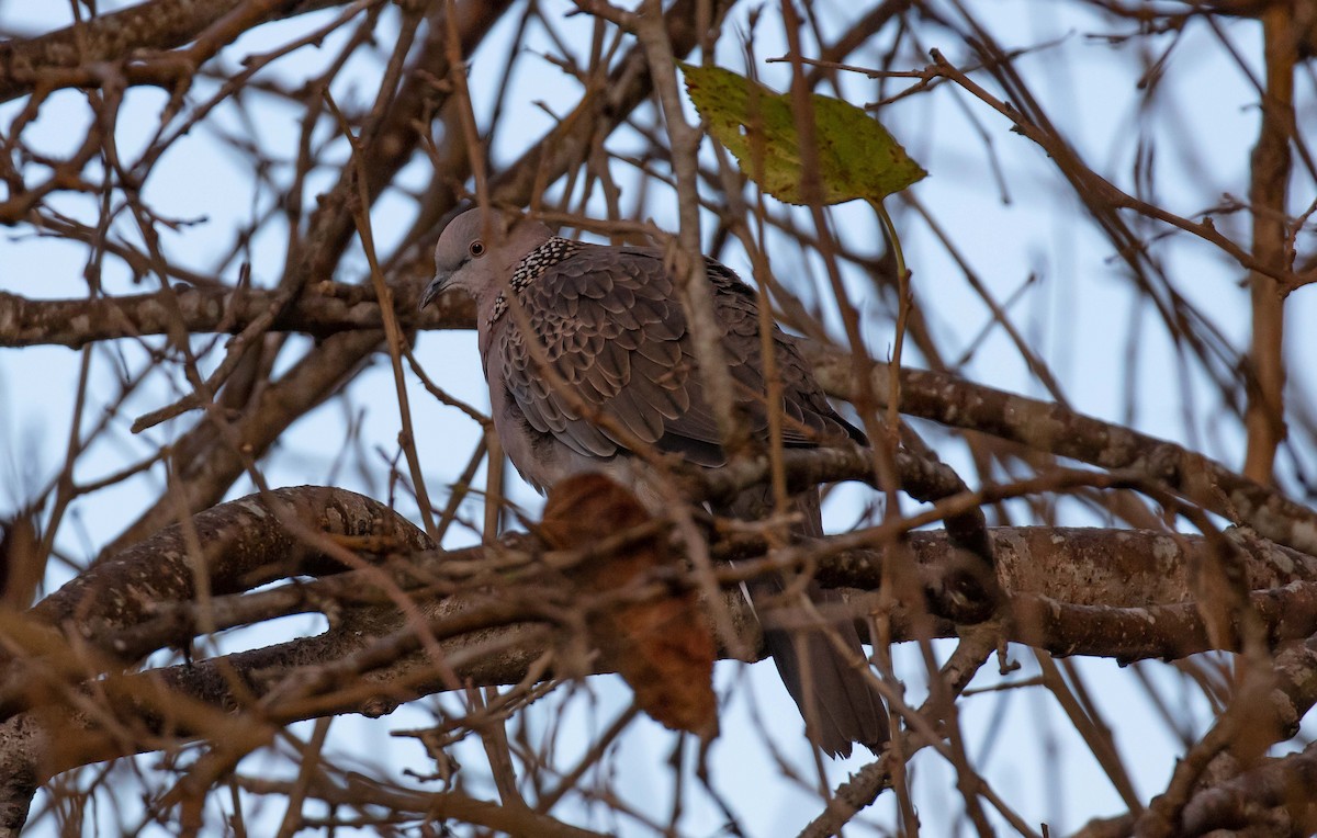 Spotted Dove - ML584615291