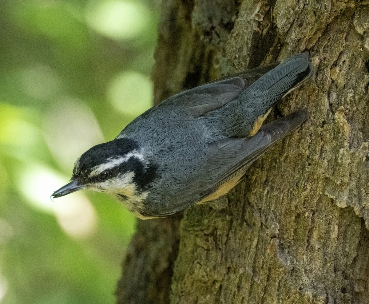Red-breasted Nuthatch - ML584615501