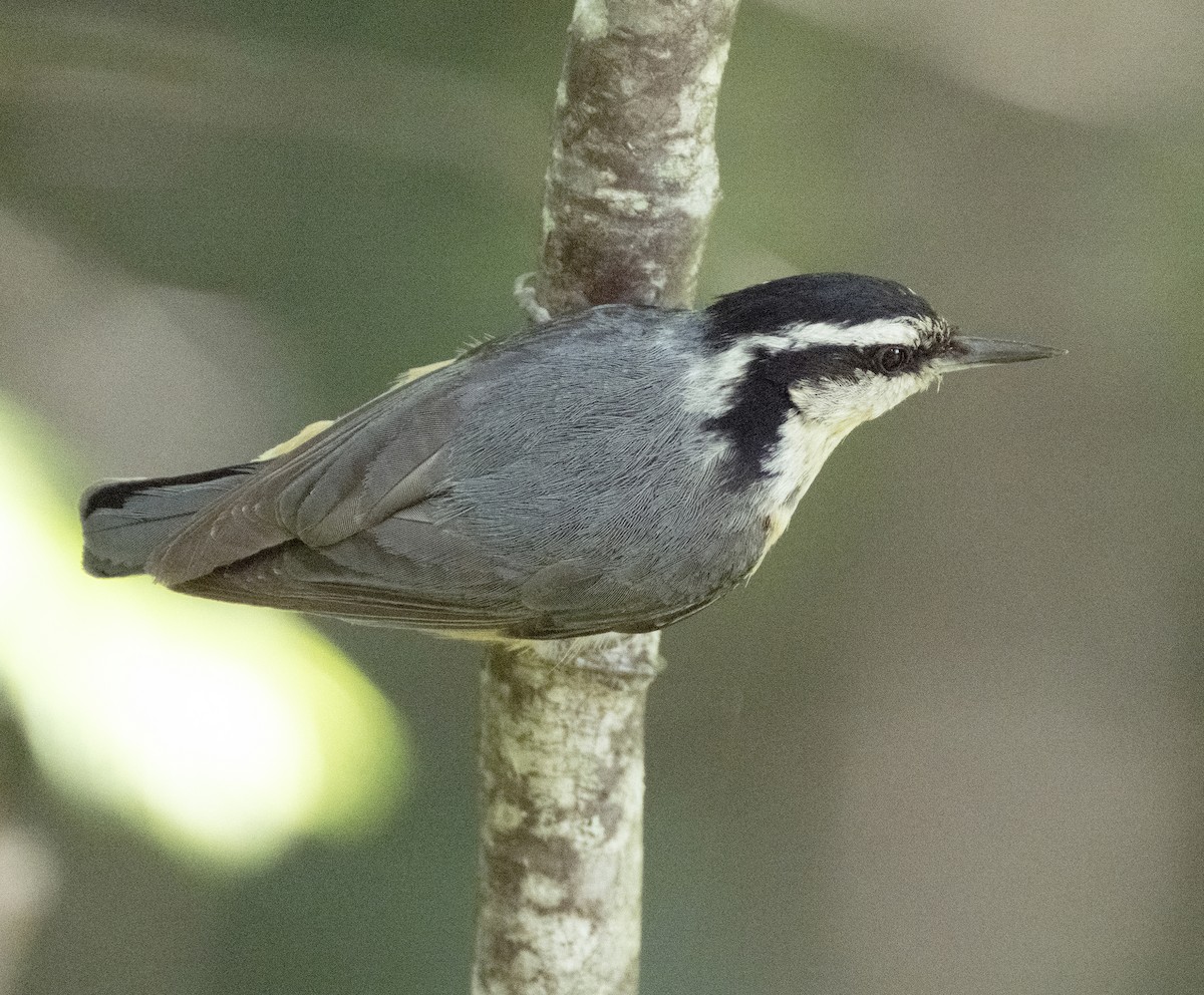 Red-breasted Nuthatch - ML584615511