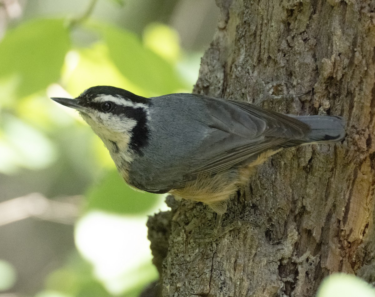 Red-breasted Nuthatch - ML584615521