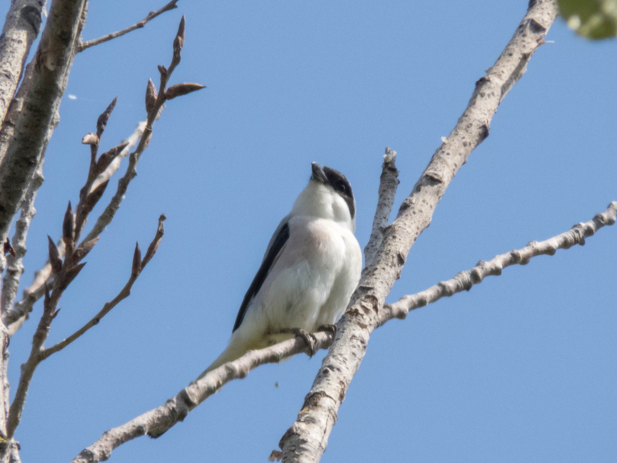 Lesser Gray Shrike - ML584616621