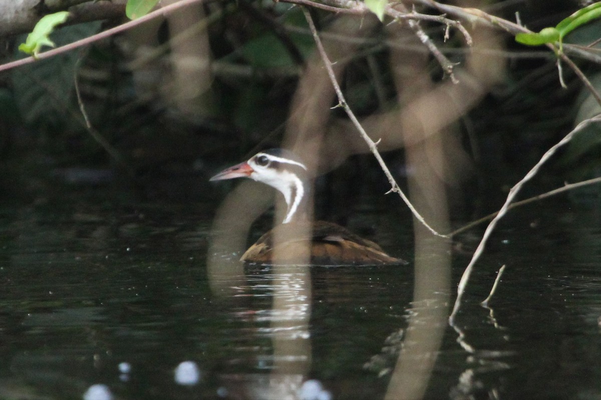 Sungrebe - Blaise RAYMOND