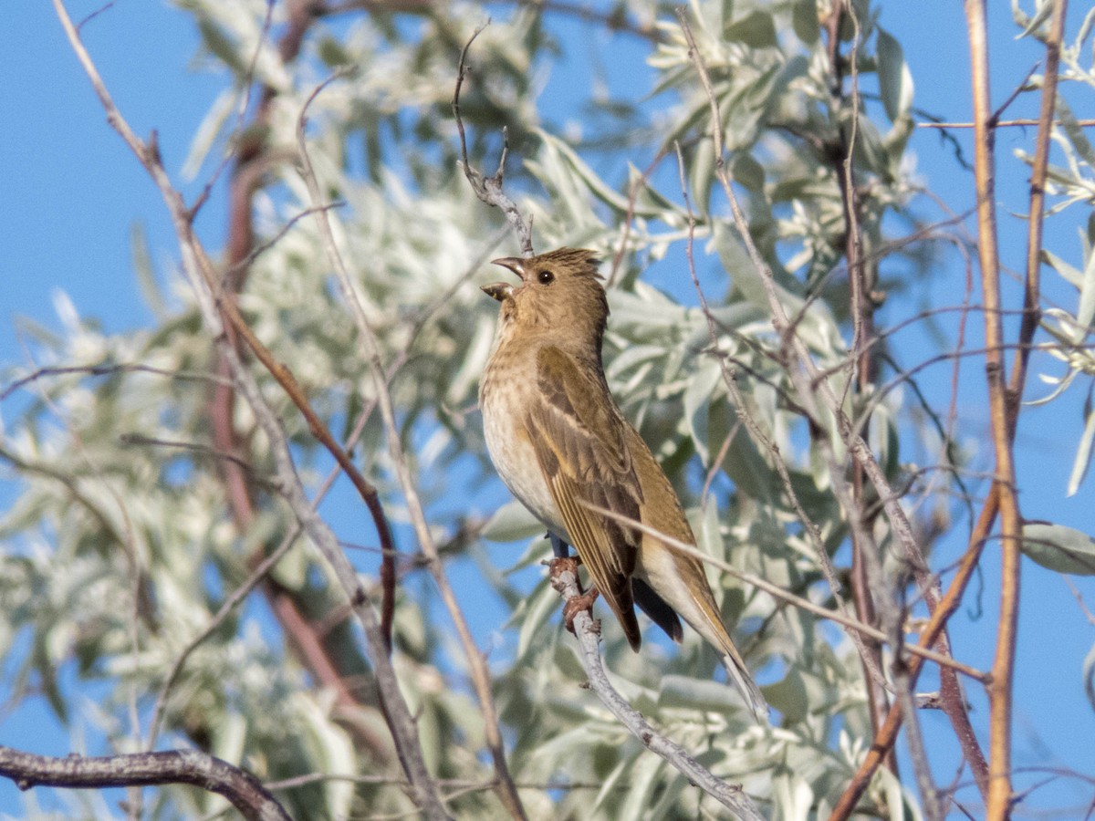 ורדית אירופית - ML584617751