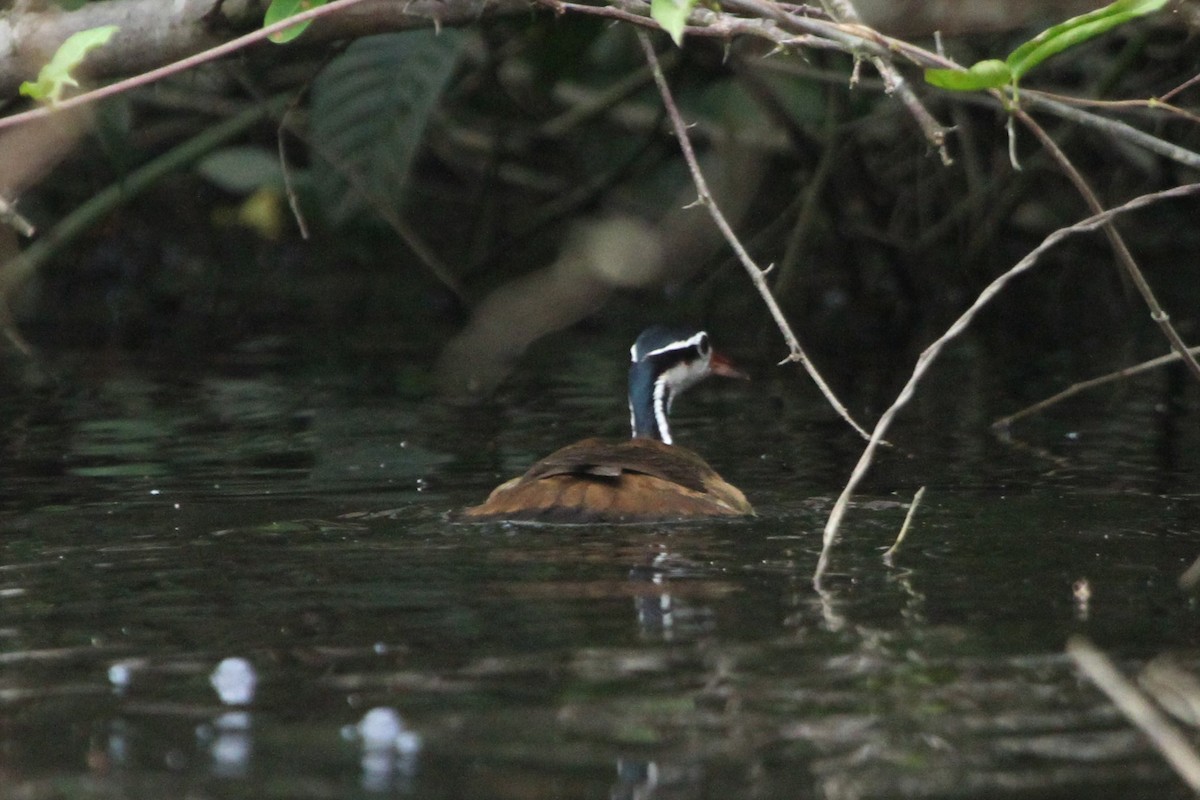 Sungrebe - ML584617761