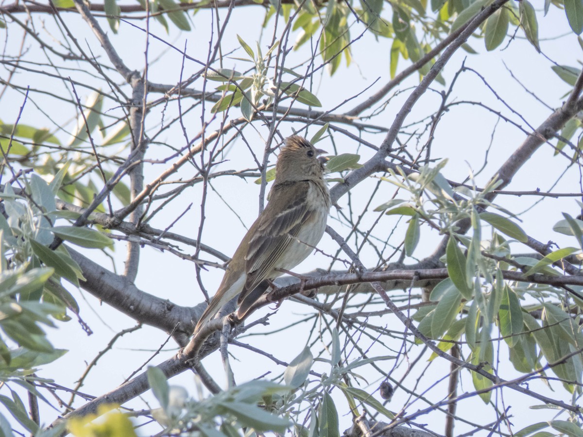 Common Rosefinch - ML584617771