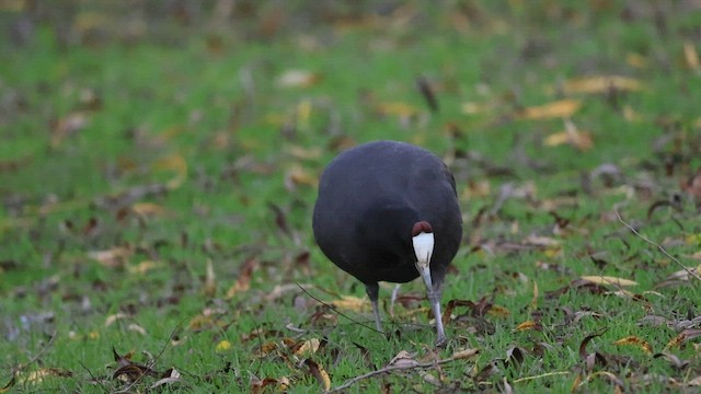 Foulque à crête - ML584617841