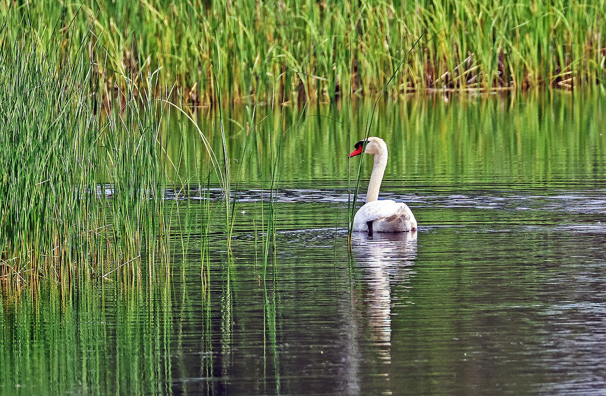 Höckerschwan - ML584617981