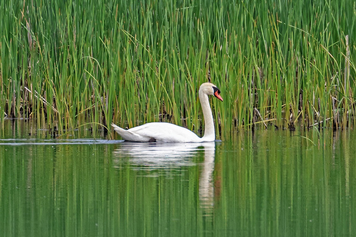 Höckerschwan - ML584618001