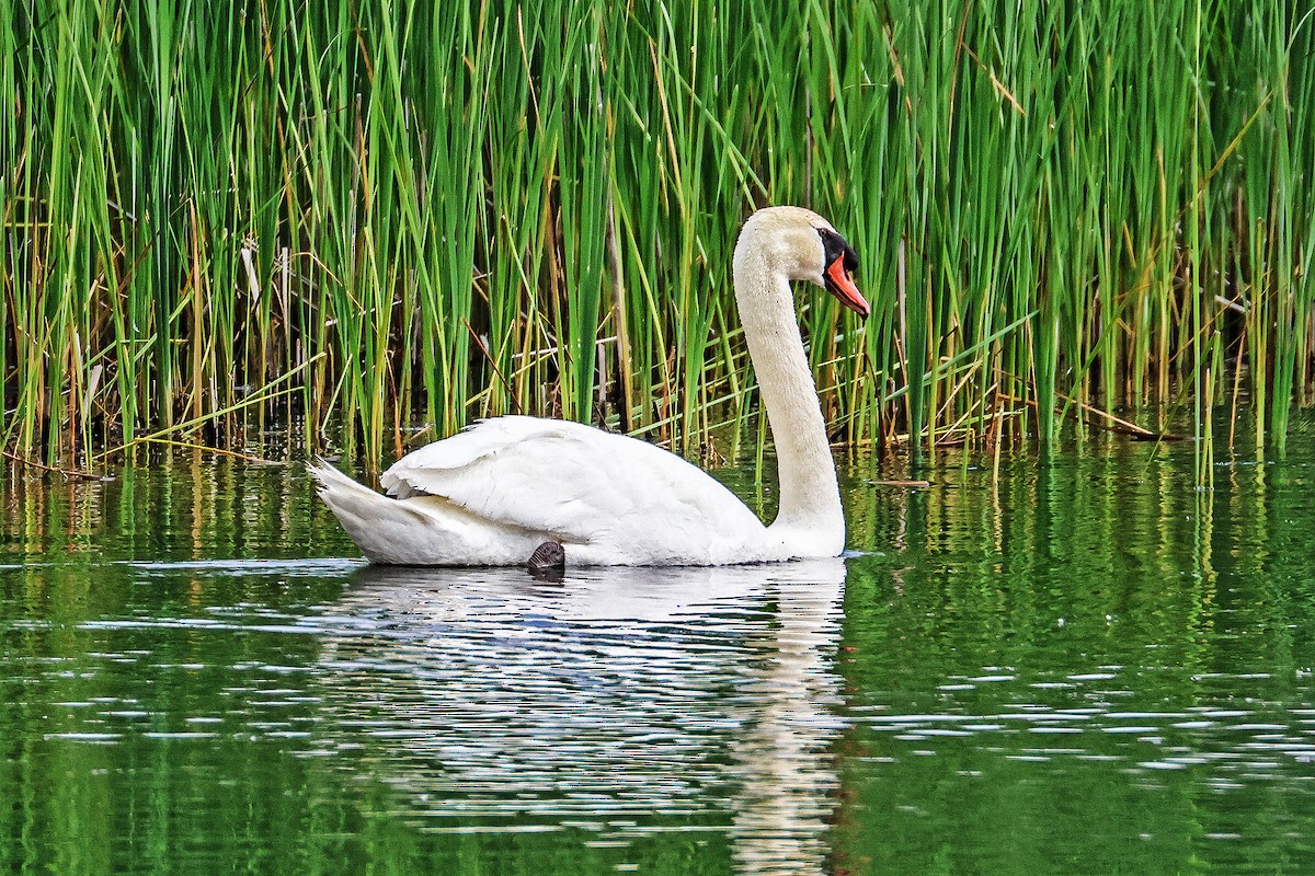 Höckerschwan - ML584618021