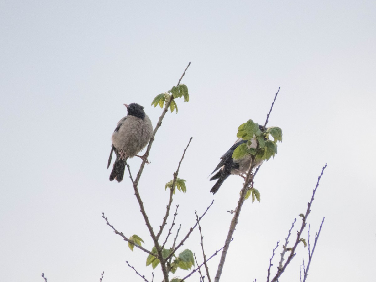 Rosy Starling - ML584618211