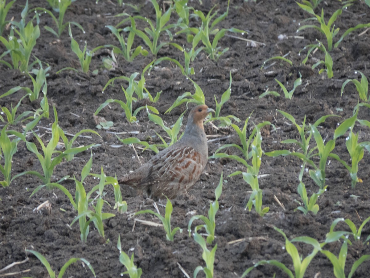 Gray Partridge - ML584618301