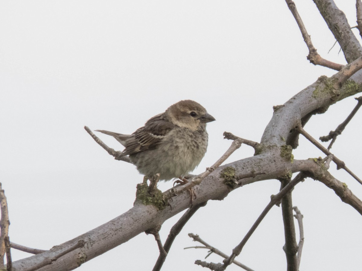 Spanish Sparrow - ML584618851