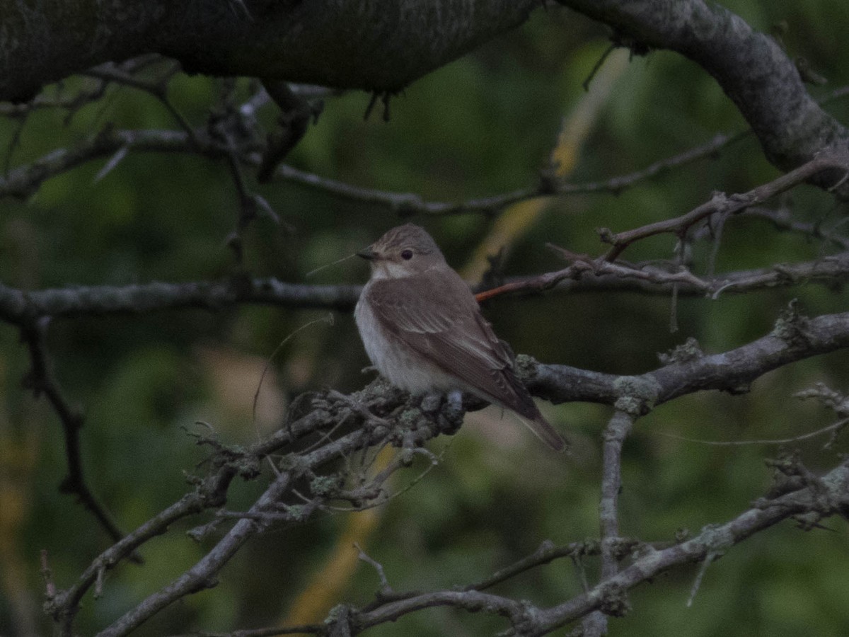 Spotted Flycatcher - ML584619221