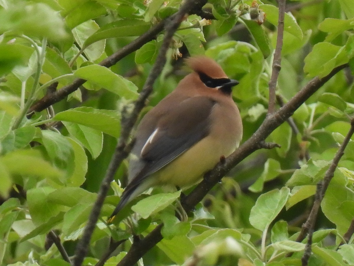 Cedar Waxwing - ML584619421