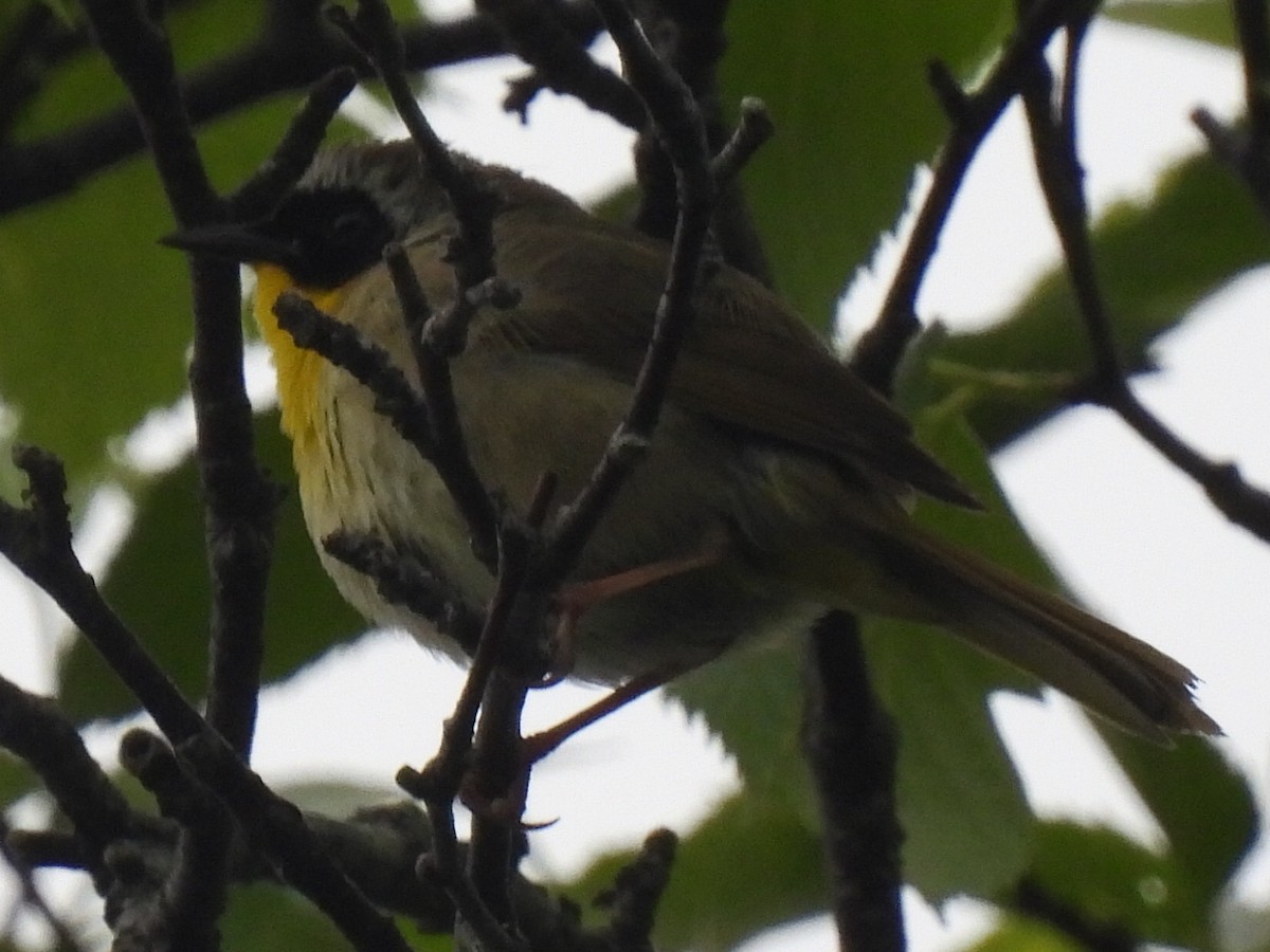 Common Yellowthroat - ML584619611